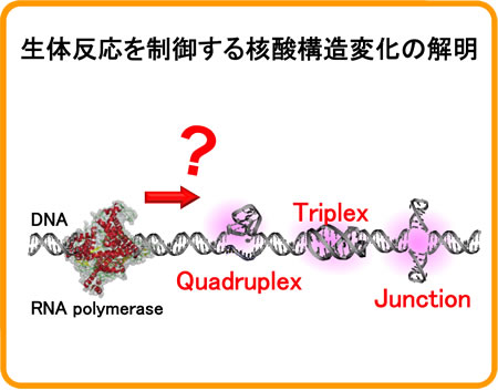 生体反応を制御する核酸構造変化の解明