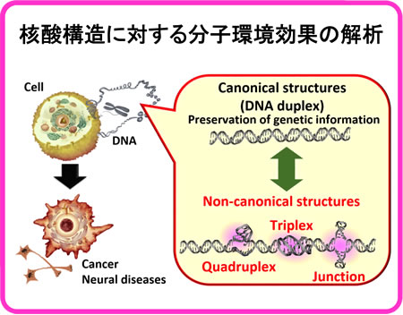 核酸構造に対する分子環境効果の解析