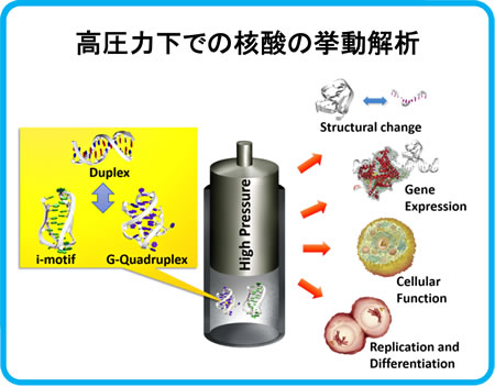高圧力下での核酸の挙動解析