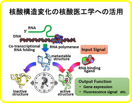 核酸構造変化の核酸医工学への活用