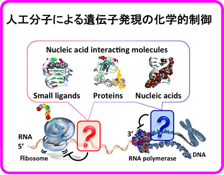 人工分子による遺伝子発現の化学的制御