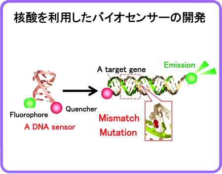 核酸を利用したバイオセンサーの開発