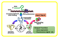 ⑤ Novel functional RNA materials based on conformational dynamics