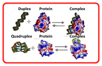 ⑧ Functional analyses of nucleic acid-binding proteins
