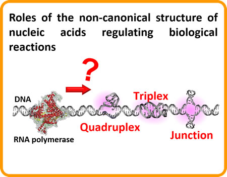 Roles of the non-canonical structure of nucleic acids regulating biological reactions