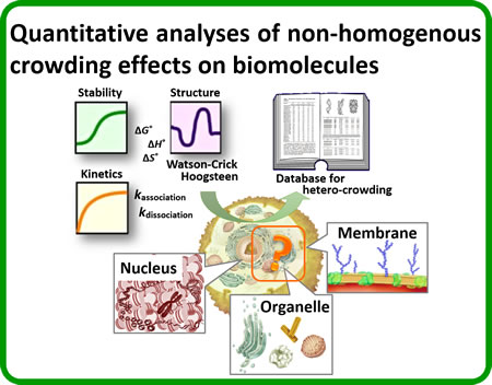 Quantitative analyses of non-homogenous crowding effects on biomolecules