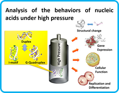 Analysis of the behaviors of nucleic acids under high pressure