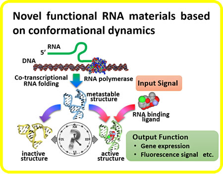 Novel functional RNA materials based on conformational dynamics