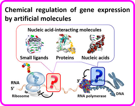 Chemical regulation of gene expression by artificial molecules