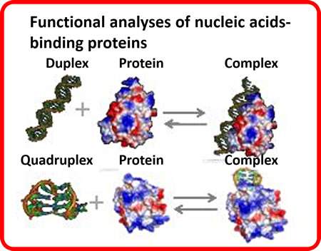 Functional analyses of nucleic acid-binding proteins