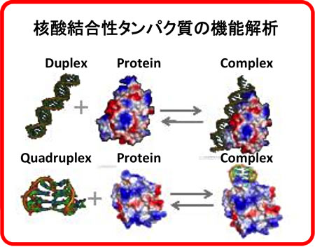 核酸結合性タンパク質の機能解析