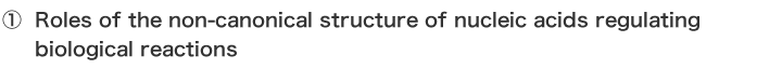① Roles of the non-canonical structure of nucleic acids regulating biological reactions