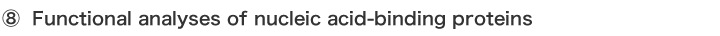 ⑧ Functional analyses of nucleic acid-binding proteins