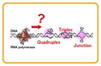 ① Roles of the non-canonical structure of nucleic acids regulating biological reactions