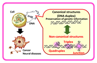 ② Effect of molecular environments on the structure of nucleic acids