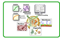 ③ Quantitative analyses of non-homogenous crowding effects on biomolecules