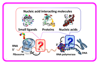 ⑥ Chemical regulation of gene expression by artificial molecules