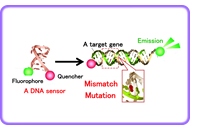 ⑦ Development of a detection system for disease-related genes