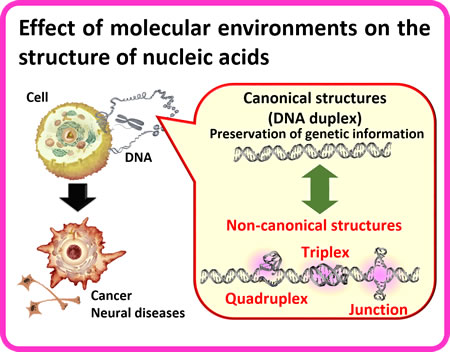 Effect of molecular environments on the structure of nucleic acids